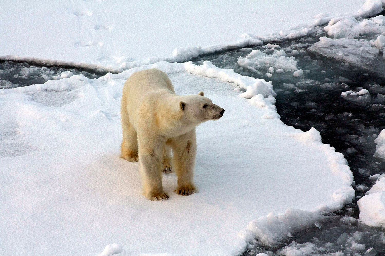 Почему в арктике медведь белый. Arctic Polar Bear. Белые медведи в Арктике. Белые медведи в Антарктиде. Белый медведь хозяин Арктики.