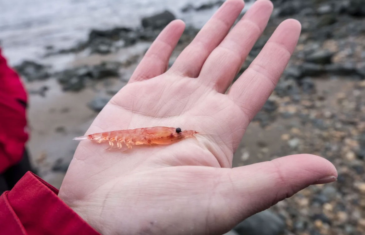 antarctic-krill.jpg