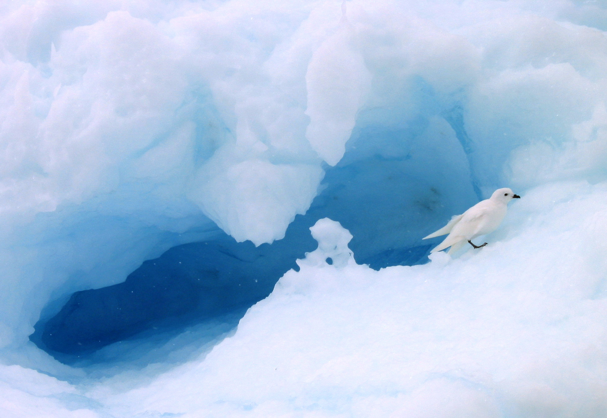 snowpetrel.jpg