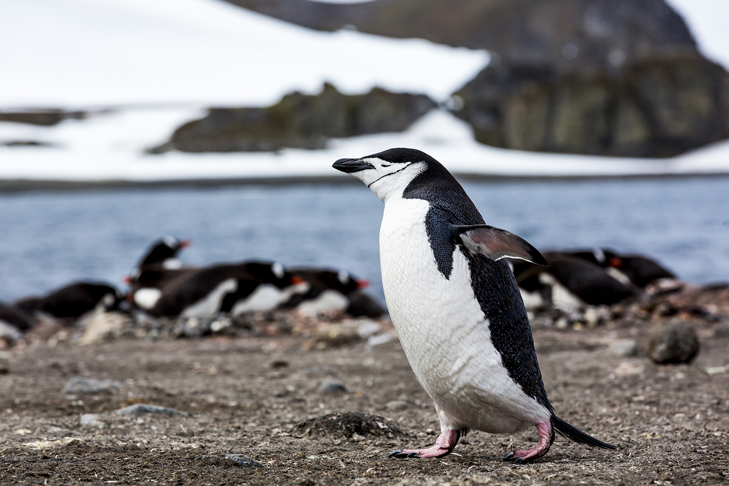 Chinstrap penguin.jpg