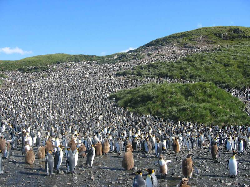 colony-king-penguins-south-georgia.jpg