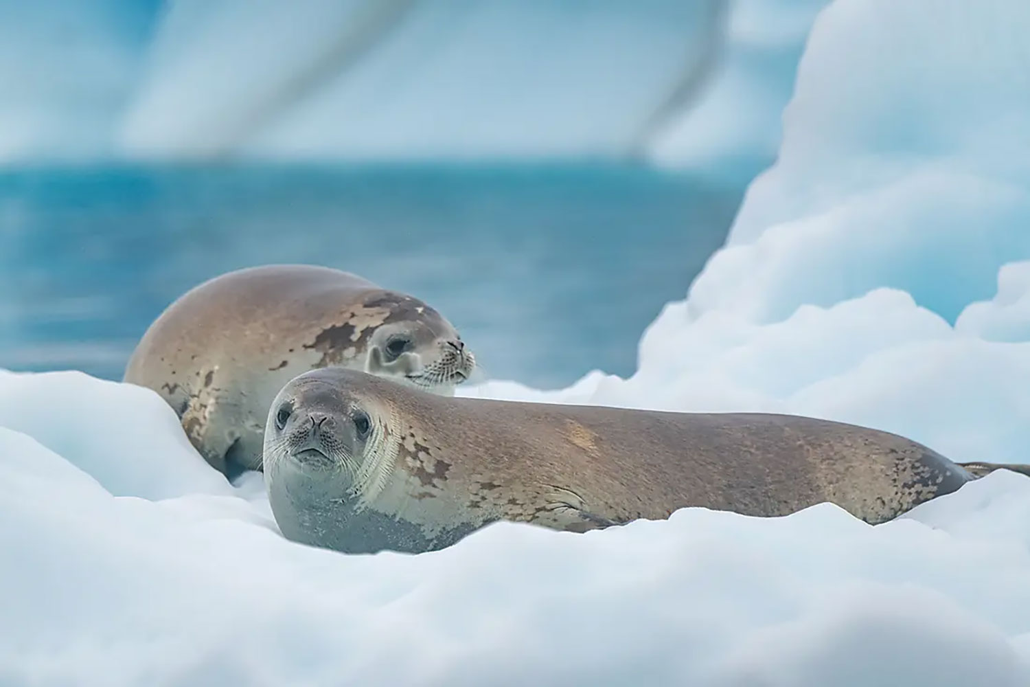 crabeater-seals.jpg