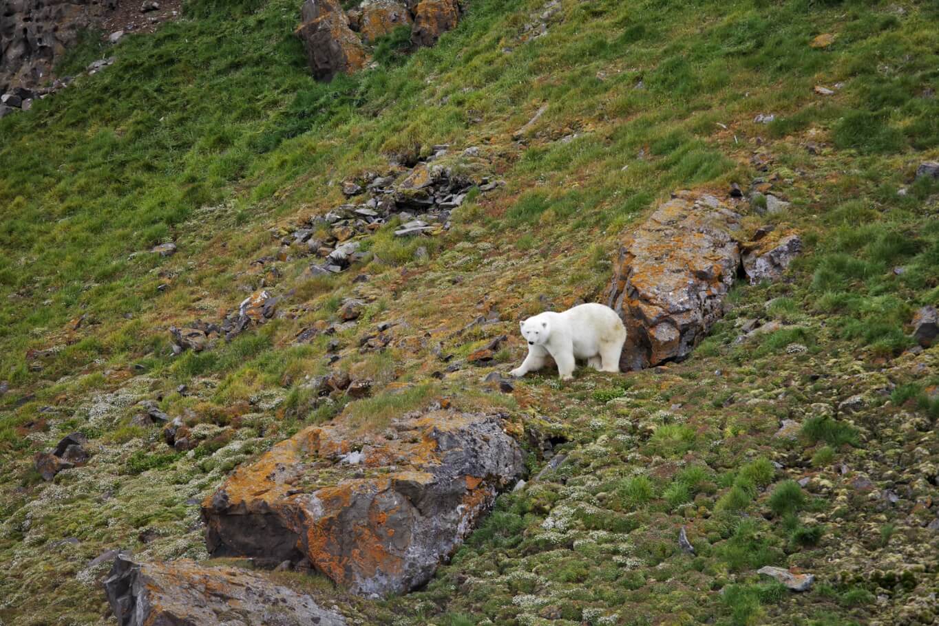 A polar bear in the Arctic summer
