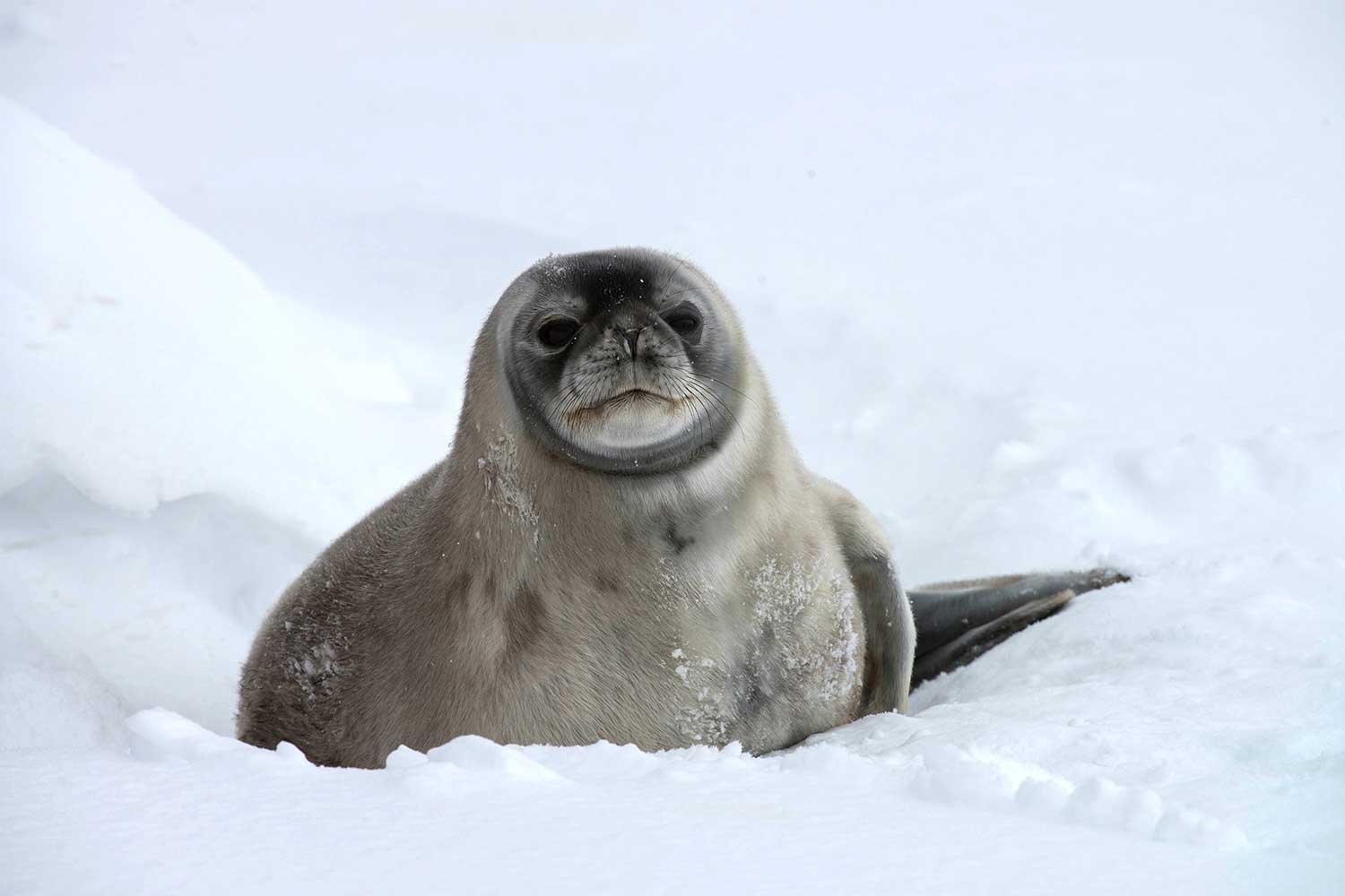 weddell-seal-antarctica.jpg