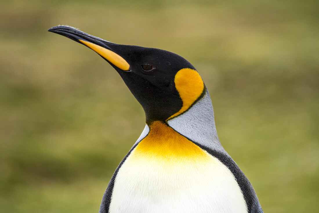 king-penguin-profile.jpg