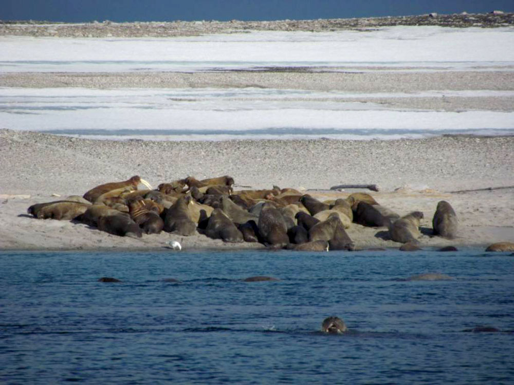 walrus-Phippsoya.jpg