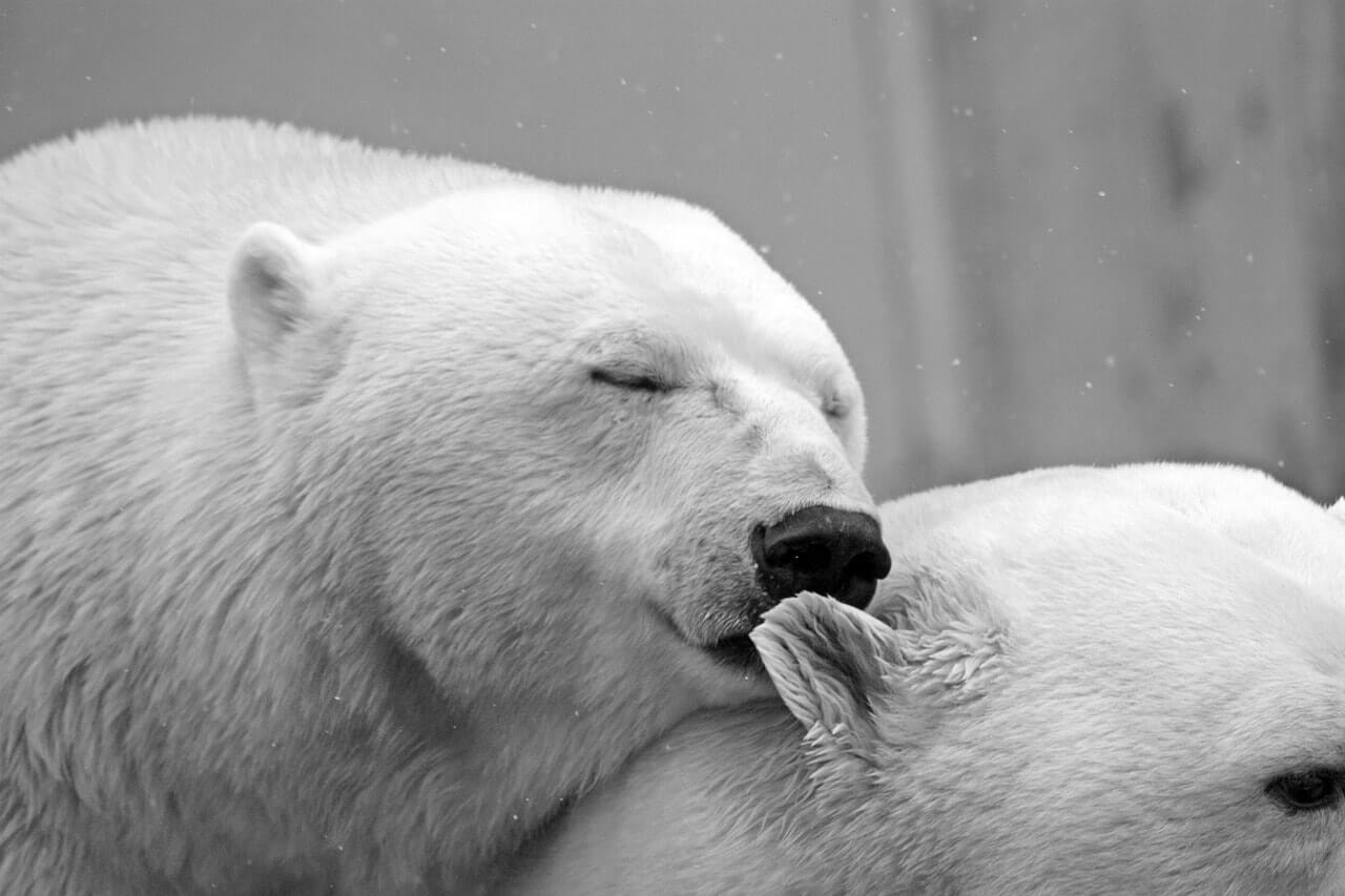 polar-bear-arctic.jpg
