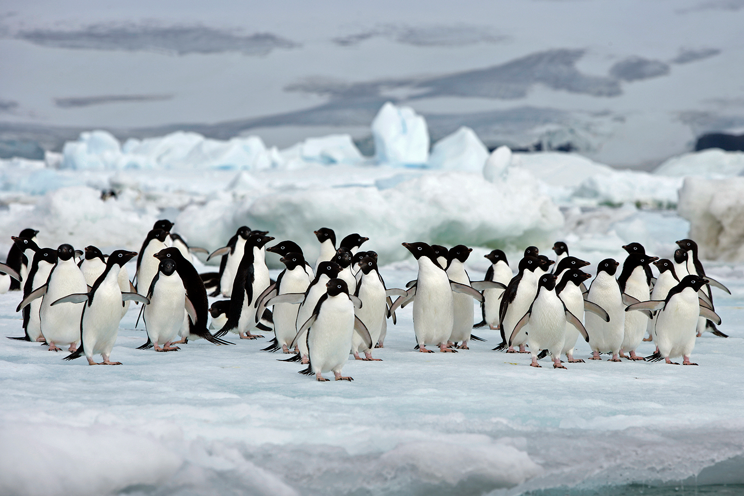 Adelie-penguins-in-Antarctica-Claudio-Suter.jpg