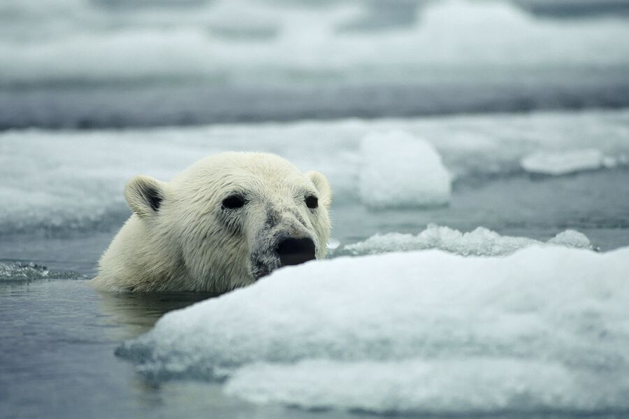5 Interesting Facts About Polar Bears | Expeditions Online