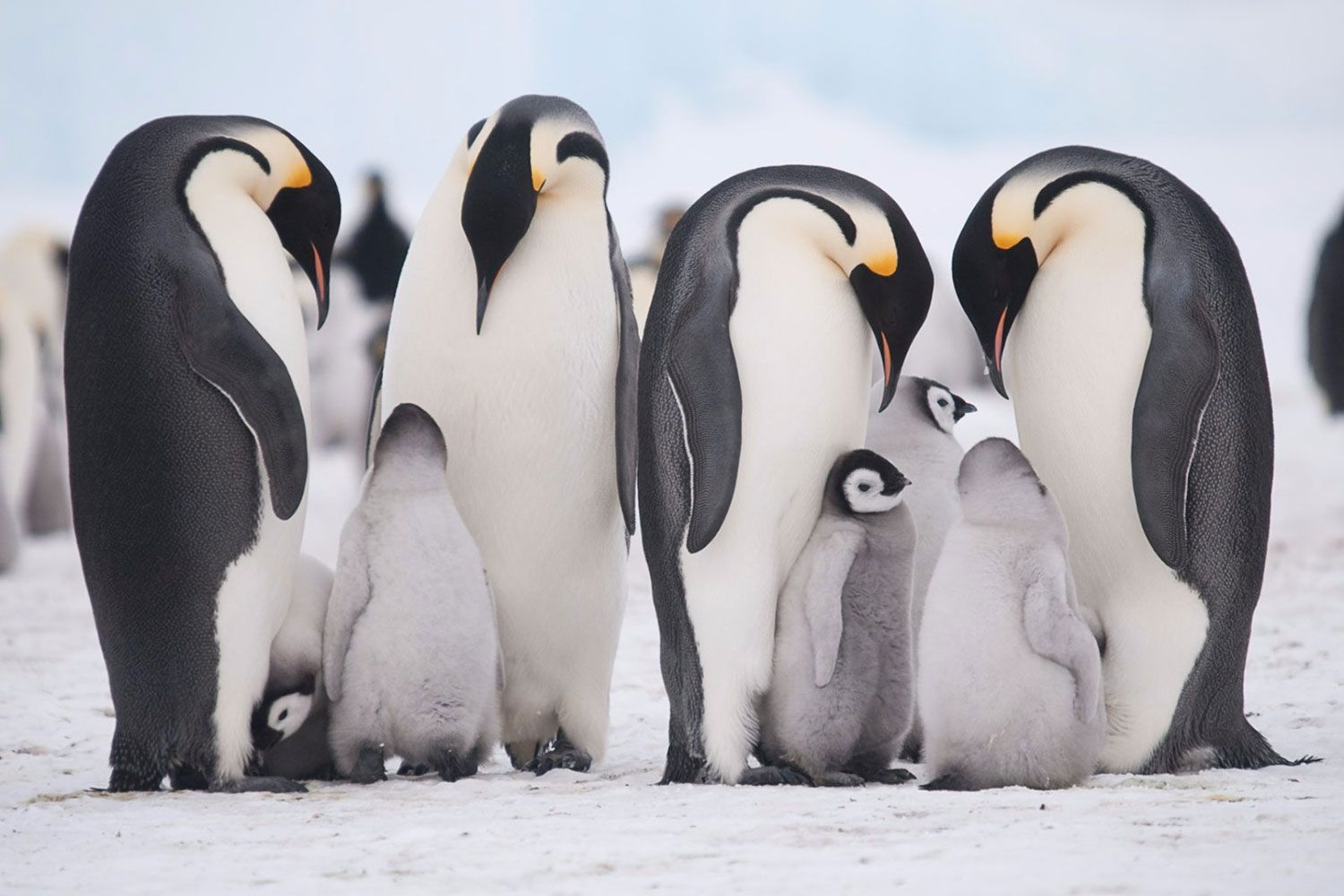 Top Ten Animals You Can See In Antarctica
