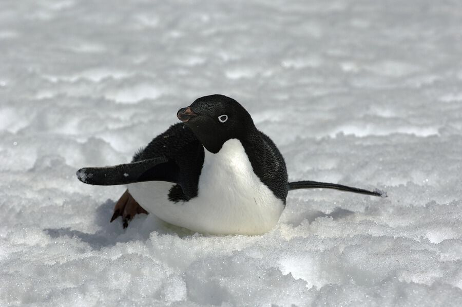 Antarctic Wildlife: The Adelie Penguin :: Expeditions Online