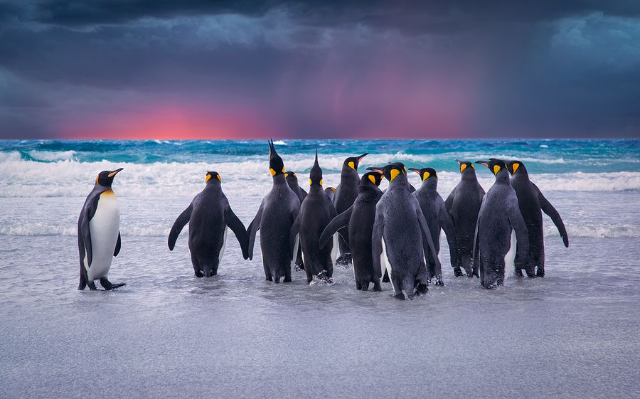 emperor penguin prey