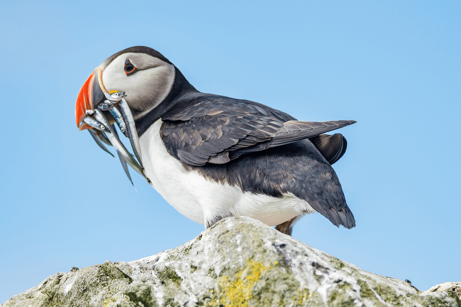 Birds of the Arctic Guide | Expeditions Online