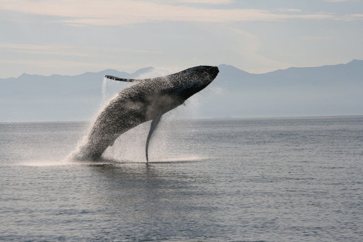 Whales of the Arctic | Expeditions Online